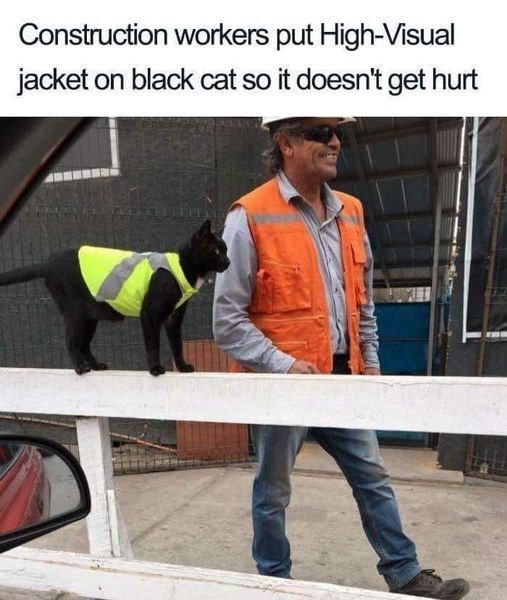 Construction workers put High-Visual jacket on black cat so it doesn't get hurt