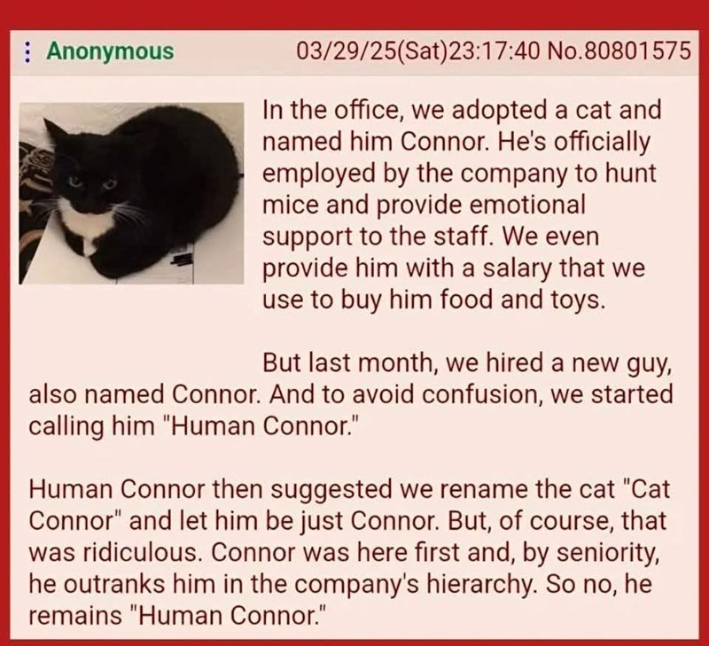 Anonymous 03/29/25(Sat)23:17:40 No.80801575 In the office, we adopted a cat and named him Connor. He's officially employed by the company to hunt mice and provide emotional support to the staff. We even provide him with a salary that we use to buy him food and toys. But last month, we hired a new guy, also named Connor. And to avoid confusion, we started calling him "Human Connor." Human Connor then suggested we rename the cat "Cat Connor" and let him be just Connor. But, of course, that was rid