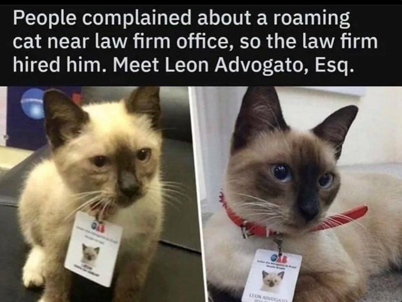 People complained about a roaming cat near law firm office, so the law firm hired him. Meet Leon Advogato, Esq. LEON ADVOGA