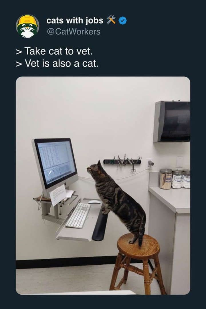 cats with jobs * @CatWorkers Take cat to vet. > Vet is also a cat.