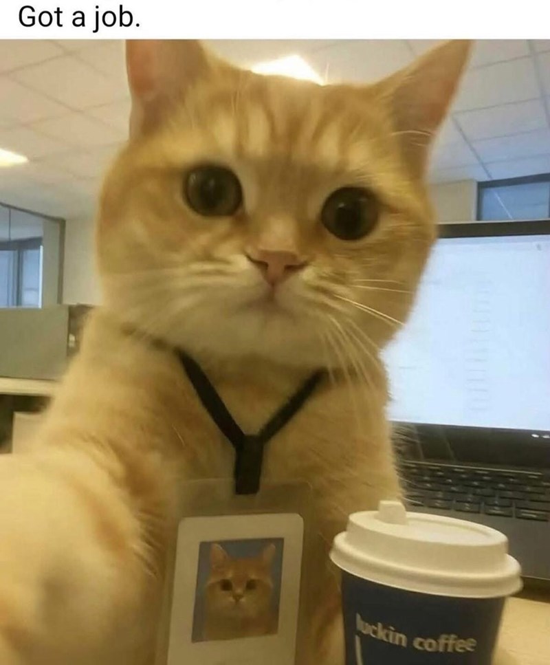 Got a job. luckin coffee