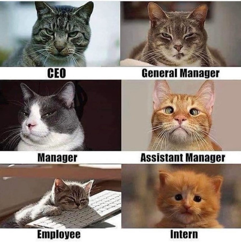 CEO General Manager Manager Assistant Manager Employee Intern