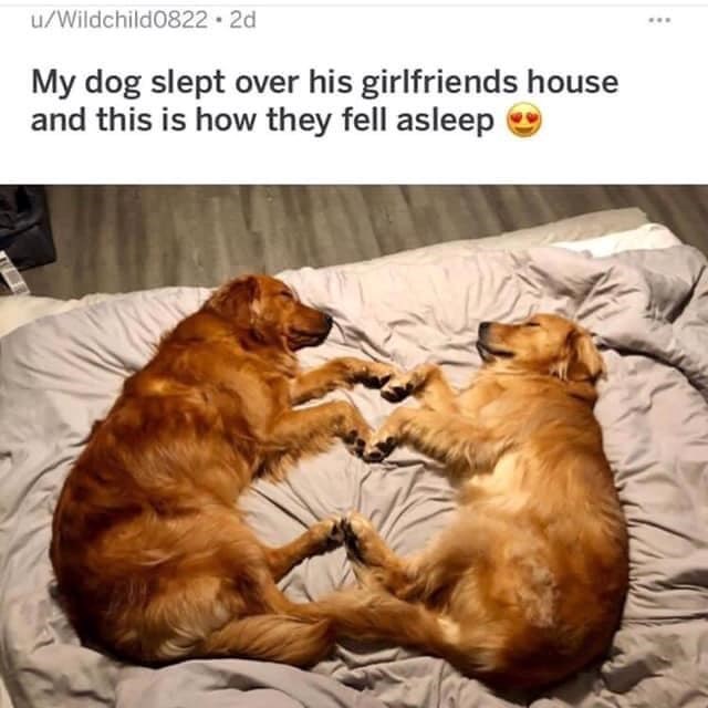 u/Wildchild0822.2d My dog slept over his girlfriends house and this is how they fell asleep