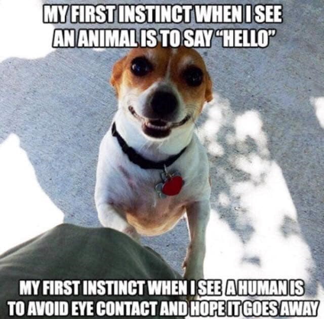 MY FIRST INSTINCT WHEN I SEE AN ANIMAL IS TO SAY "HELLO" MY FIRST INSTINCT WHEN I SEE A HUMAN IS TO AVOID EYE CONTACT AND HOPE IT GOES AWAY