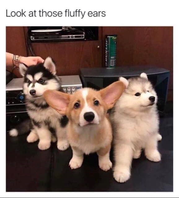 Look at those fluffy ears כונו