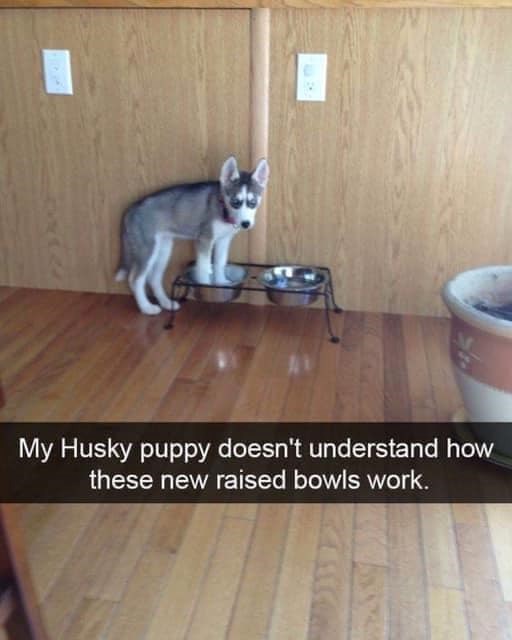 My Husky puppy doesn't understand how these new raised bowls work.