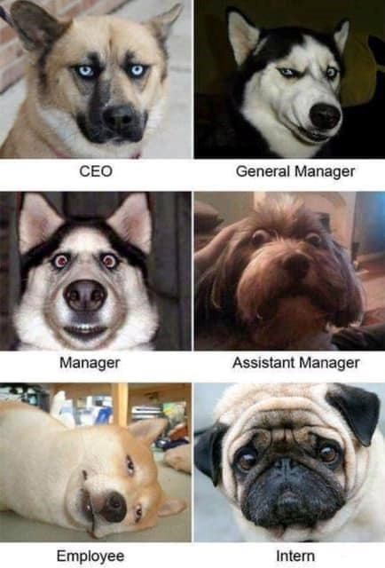 CEO General Manager Manager Assistant Manager Employee Intern