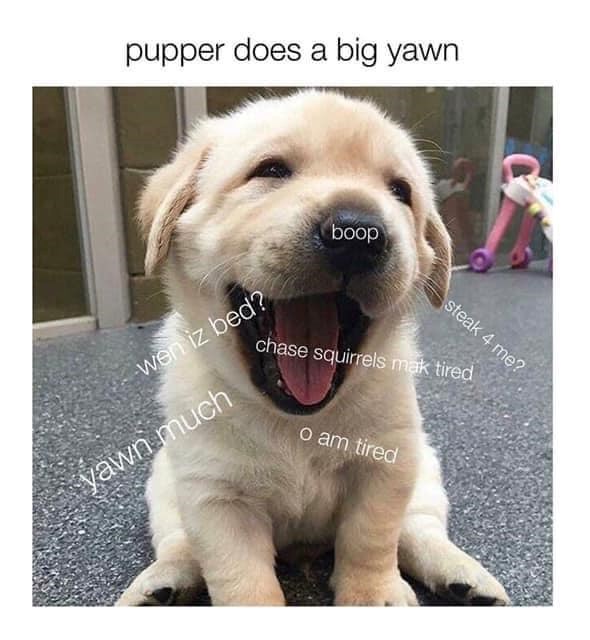 pupper does a big yawn wen iz bed? yawn much boop steak 4 me? chase squirrels mak tired o am tired