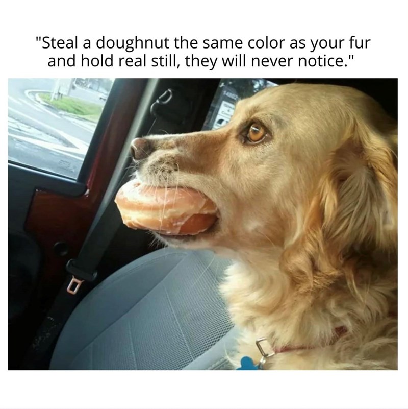 "Steal a doughnut the same color as your fur and hold real still, they will never notice."