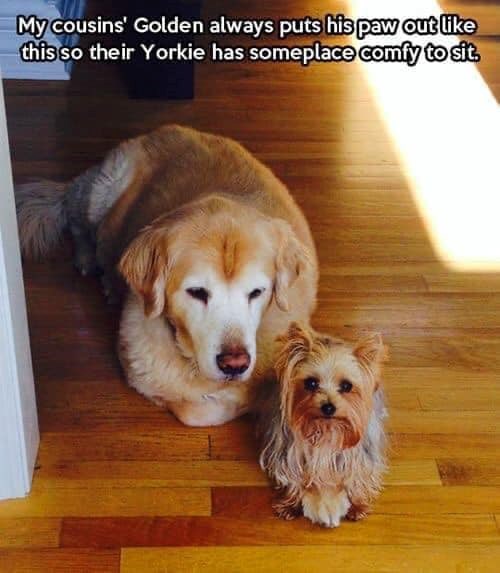 My cousins' Golden always puts his paw out like this so their Yorkie has someplace comfy to sit.