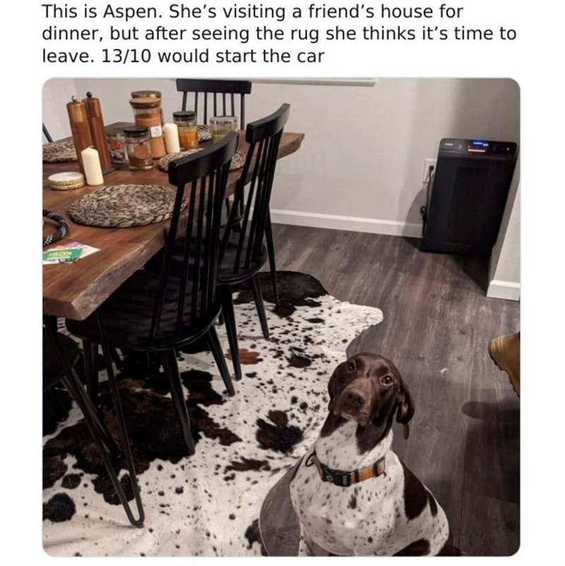 This is Aspen. She's visiting a friend's house for dinner, but after seeing the rug she thinks it's time to leave. 13/10 would start the car