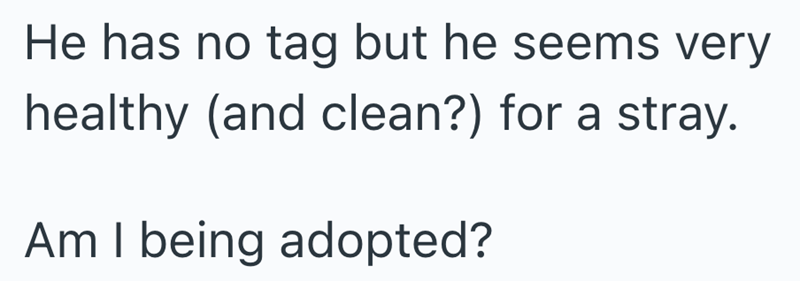 He has no tag but he seems very healthy (and clean?) for a stray. Am I being adopted?