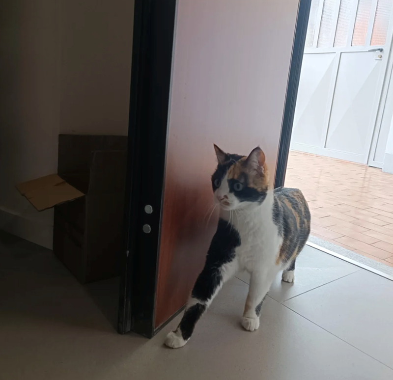 Cheezburger Image 10610727680