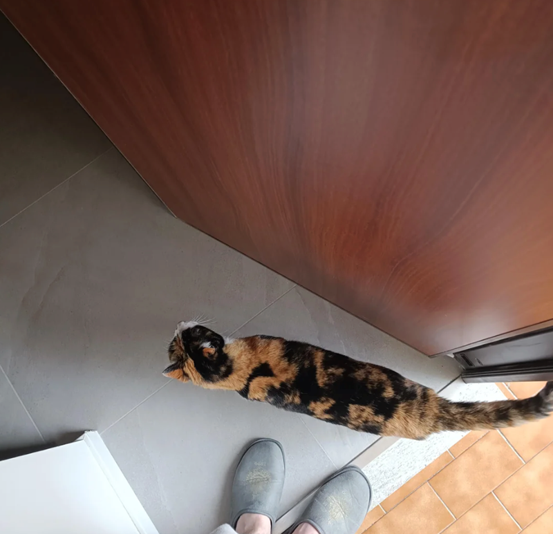 Cheezburger Image 10610727936