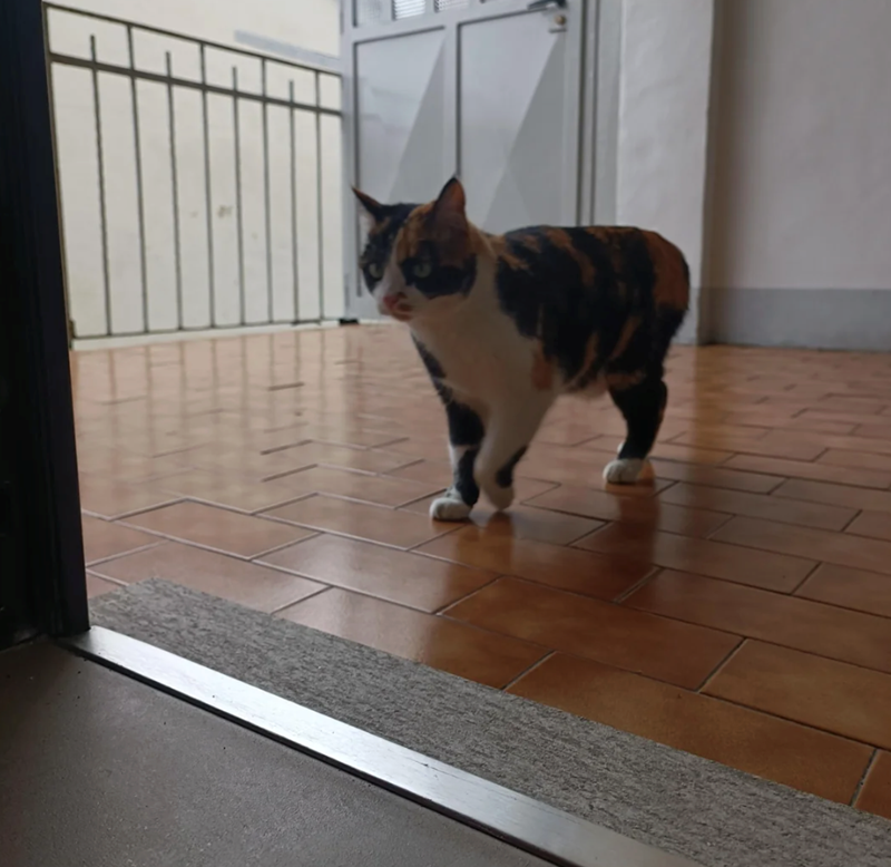 Cheezburger Image 10610728192