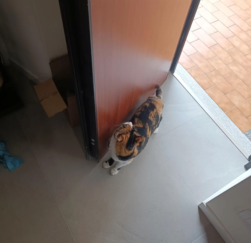 Cheezburger Image 10610728704