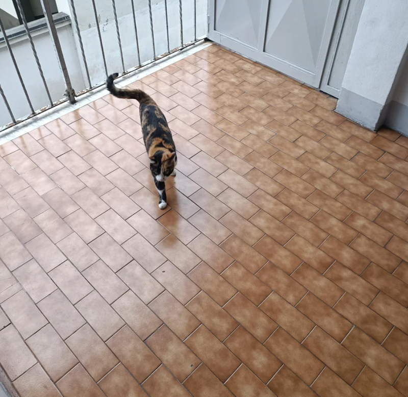 Cheezburger Image 10610728960