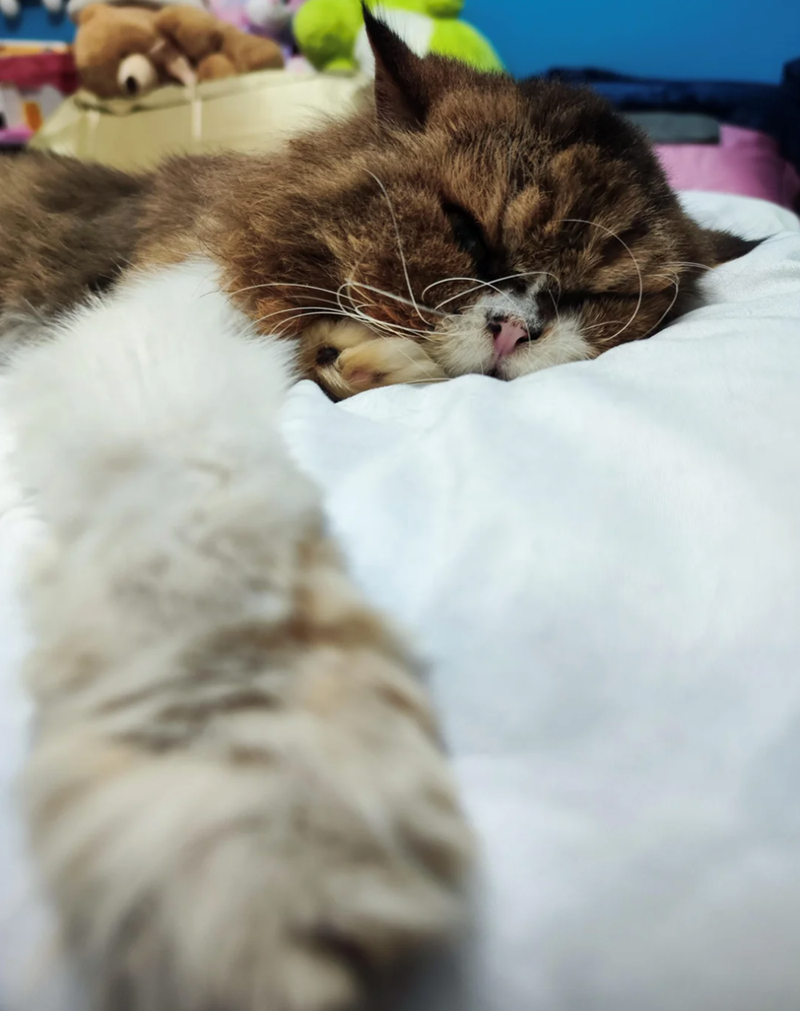 Cheezburger Image 10610740480