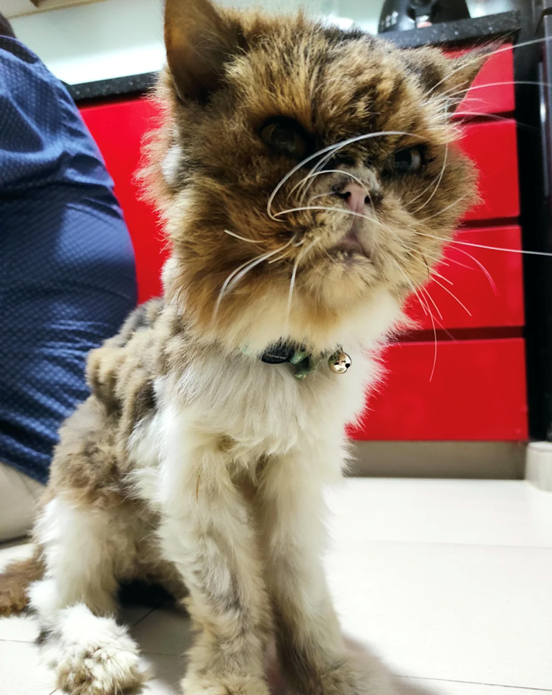 Cheezburger Image 10610741504