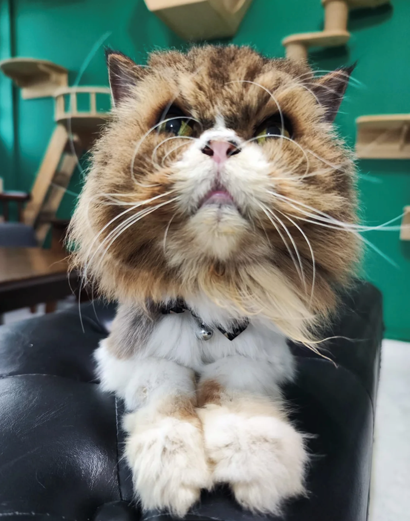 Cheezburger Image 10610742016