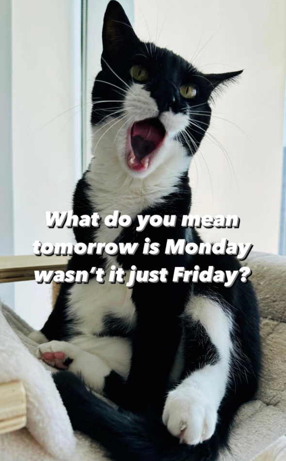 What do you mean tomorrow is Monday wasn't it just Friday?