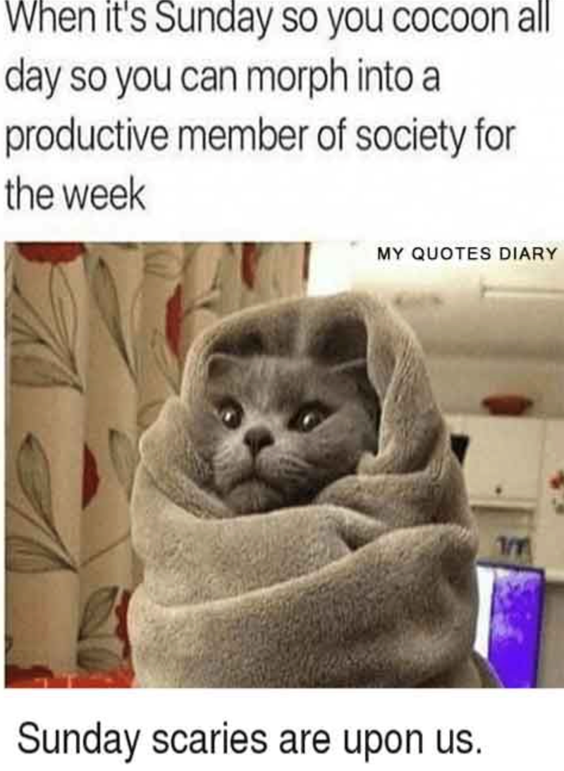 When it's Sunday so you cocoon all day so you can morph into a productive member of society for the week MY QUOTES DIARY Sunday scaries are upon us. นัก