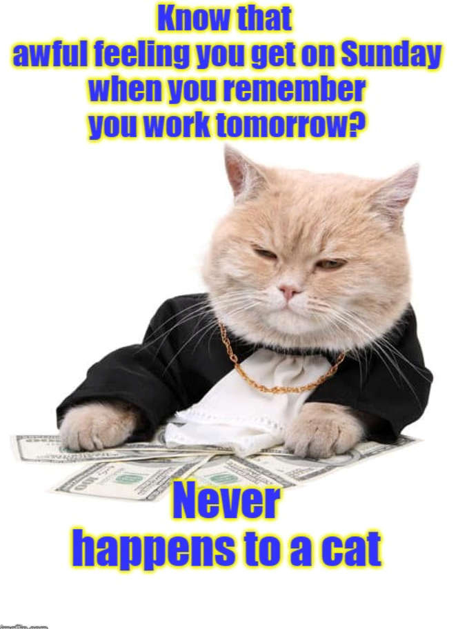 Know that awful feeling you get on Sunday when you remember you work tomorrow? Never happens to a cat
