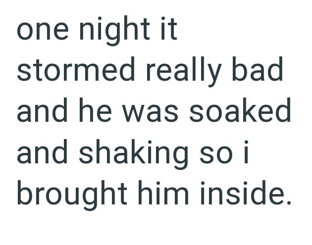 one night it stormed really bad and he was soaked and shaking so i brought him inside.