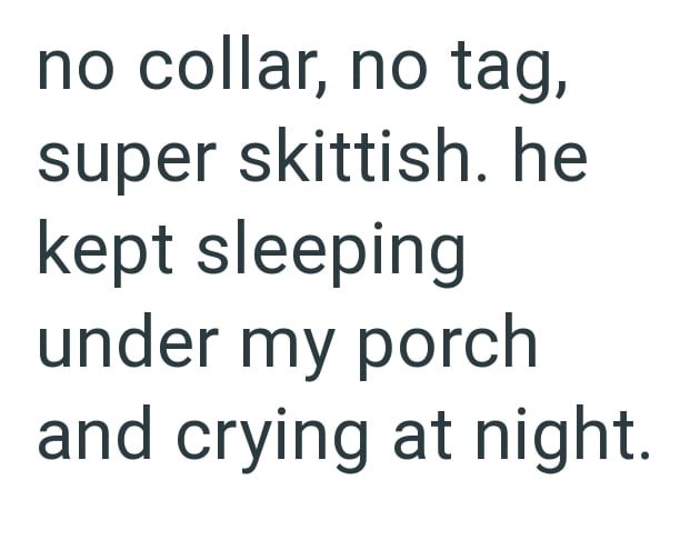 no collar, no tag, super skittish. he kept sleeping under my porch and crying at night.