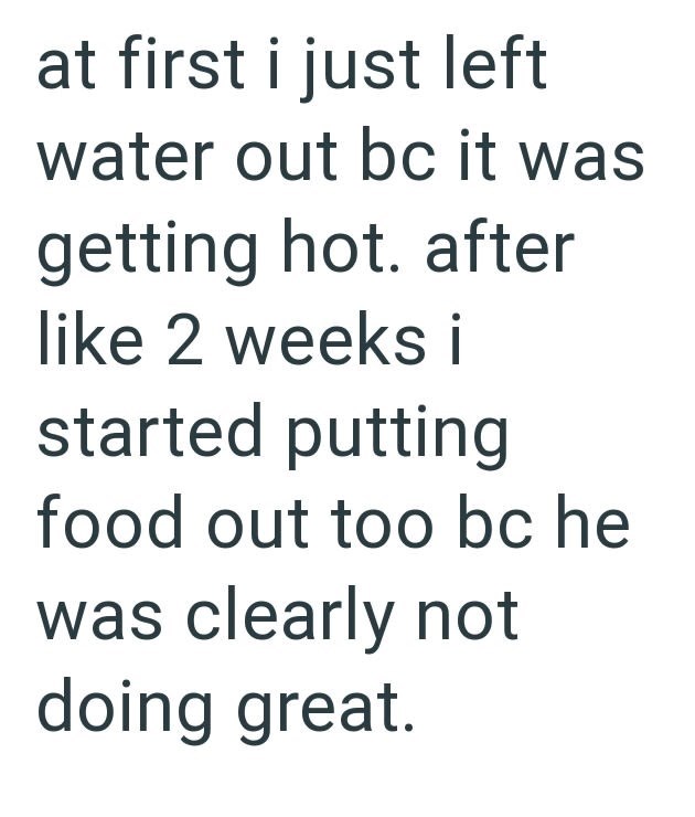 at first i just left water out bc it was getting hot. after like 2 weeks i started putting food out too bc he was clearly not doing great.