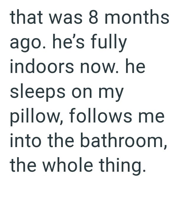 that was 8 months ago. he's fully indoors now. he sleeps on my pillow, follows me into the bathroom, the whole thing.