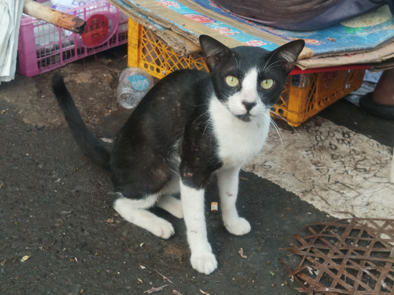 Black and White Cat Sitting Outdoors