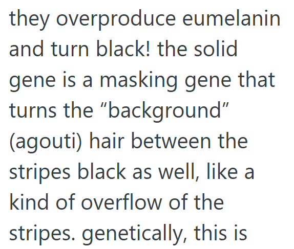 they overproduce eumelanin and turn black! the solid gene is a masking gene that turns the "background" (agouti) hair between the stripes black as well, like a kind of overflow of the stripes. genetically, this is