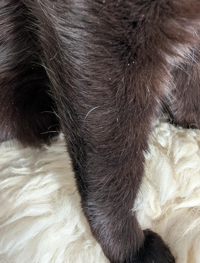 Cheezburger Image 10610785536