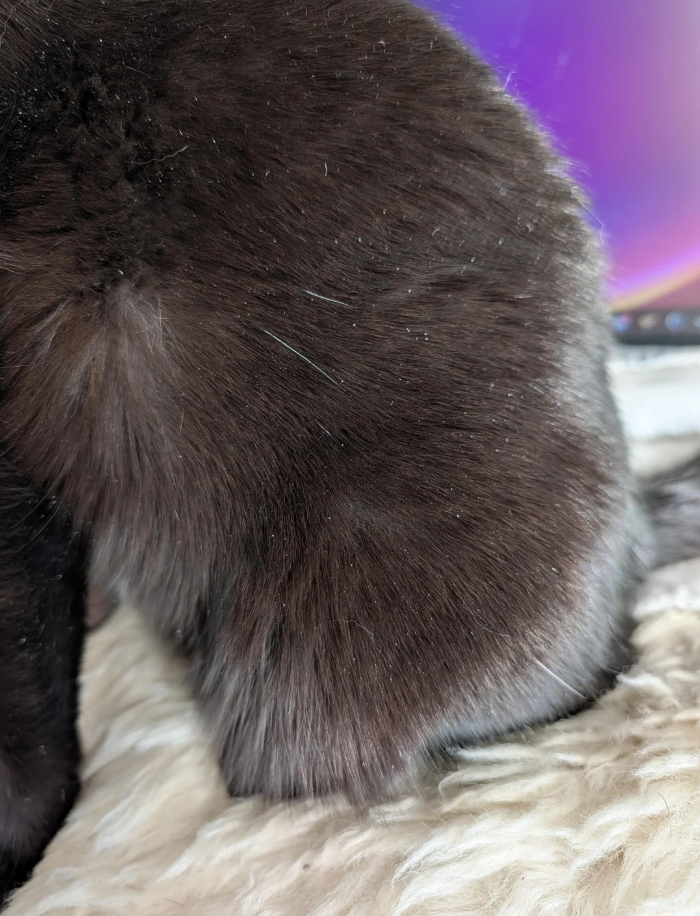 Cheezburger Image 10610786304