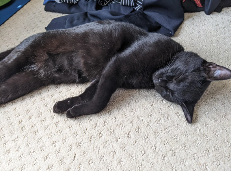 Cheezburger Image 10610786560