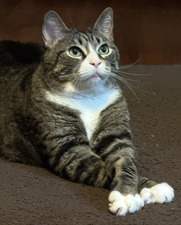 Cheezburger Image 10610788864