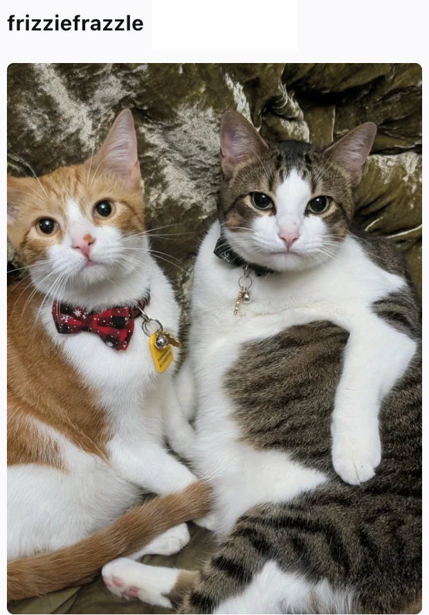frizziefrazzle
