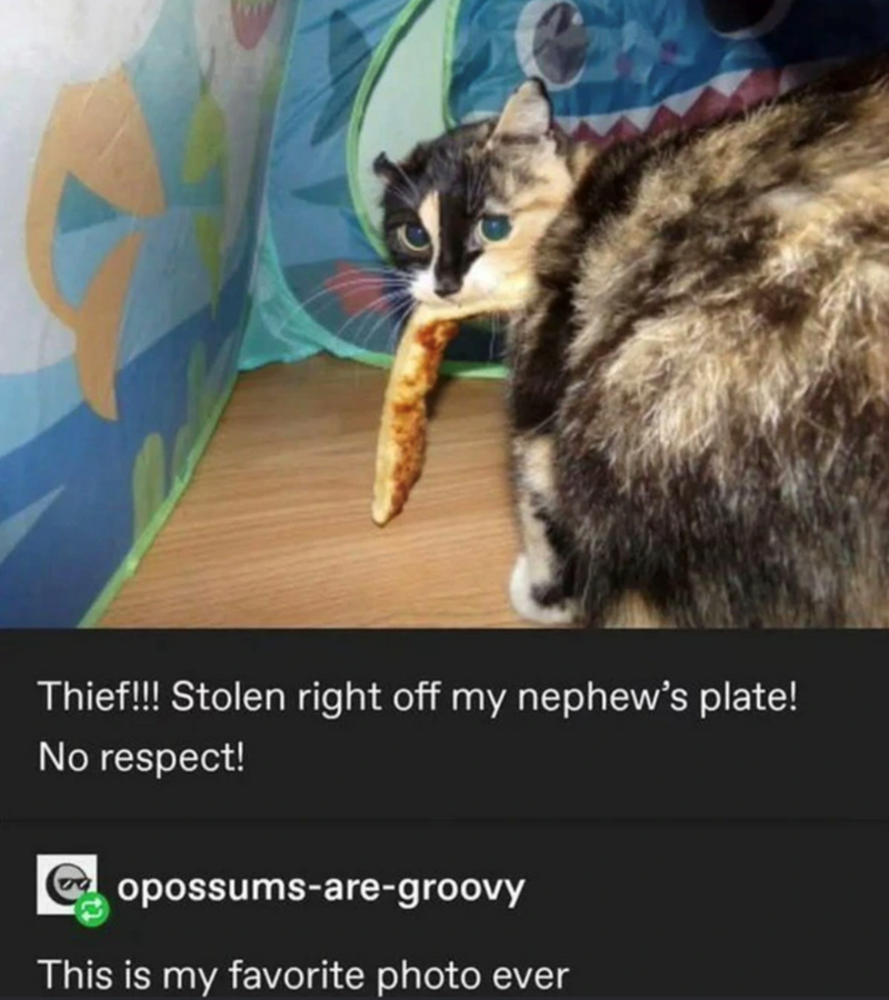 Thief!!! Stolen right off my nephew's plate! No respect! opossums-are-groovy This is my favorite photo ever