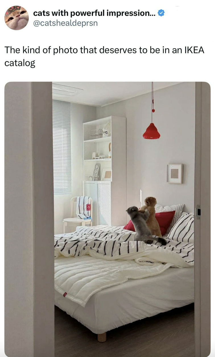cats with powerful impression... @catshealdeprsn The kind of photo that deserves to be in an IKEA catalog FC.