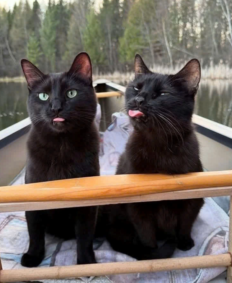 Cheezburger Image 10610804736