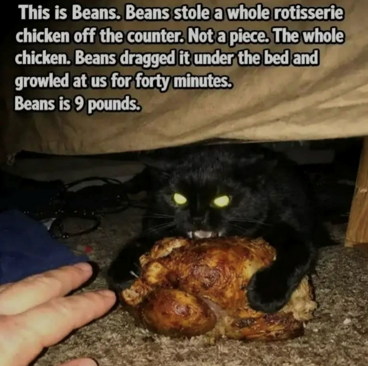 This is Beans. Beans stole a whole rotisserie chicken off the counter. Not a piece. The whole chicken. Beans dragged it under the bed and growled at us for forty minutes. Beans is 9 pounds.