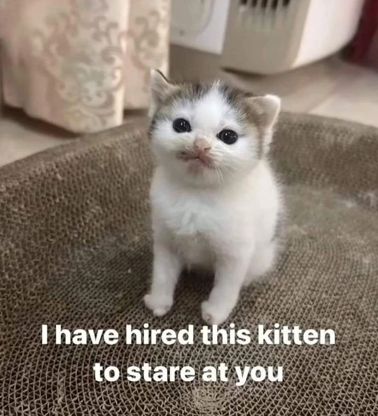 I have hired this kitten to stare at you