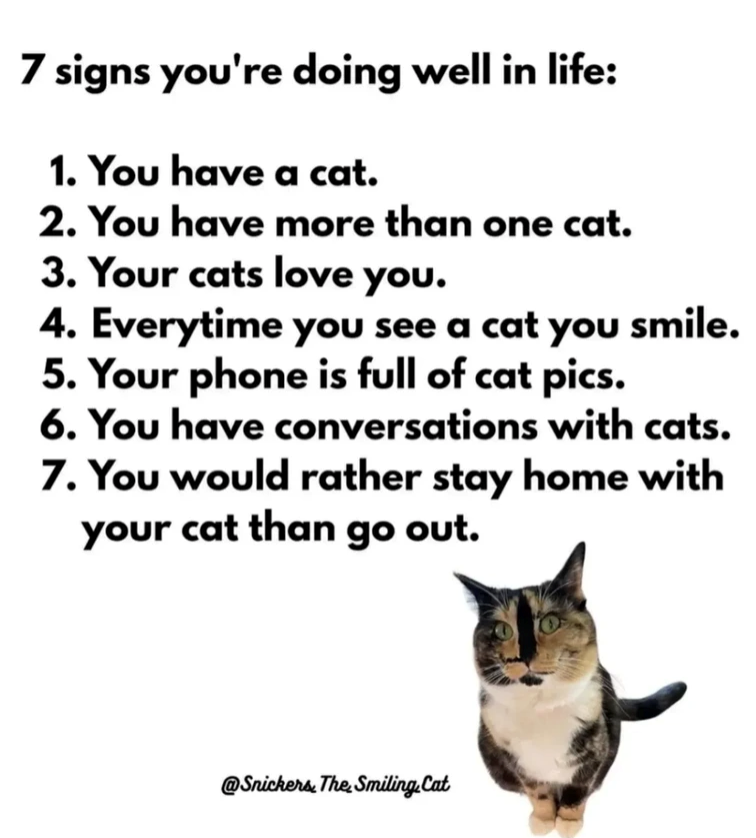 7 signs you're doing well in life: 1. You have a cat. 2. You have more than one cat. 3. Your cats love you. 4. Everytime you see a cat you smile. 5. Your phone is full of cat pics. 6. You have conversations with cats. 7. You would rather stay home with your cat than go out. @Snickers The Smiling.Cat