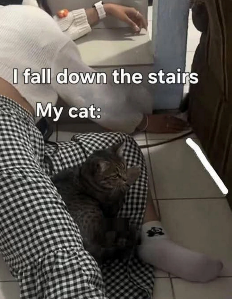 I fall down the stairs My cat: