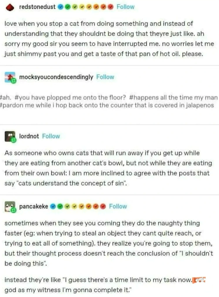 redstonedust Follow love when you stop a cat from doing something and instead of understanding that they shouldnt be doing that theyre just like. ah sorry my good sir you seem to have interrupted me. no worries let me just shimmy past you and get a taste of that pan of hot oil. please. mocksyoucondescendingly Follow #ah. #you have plopped me onto the floor? #happens all the time my man #pardon me while i hop back onto the counter that is covered in jalapenos lordnot Follow As someone who owns ca