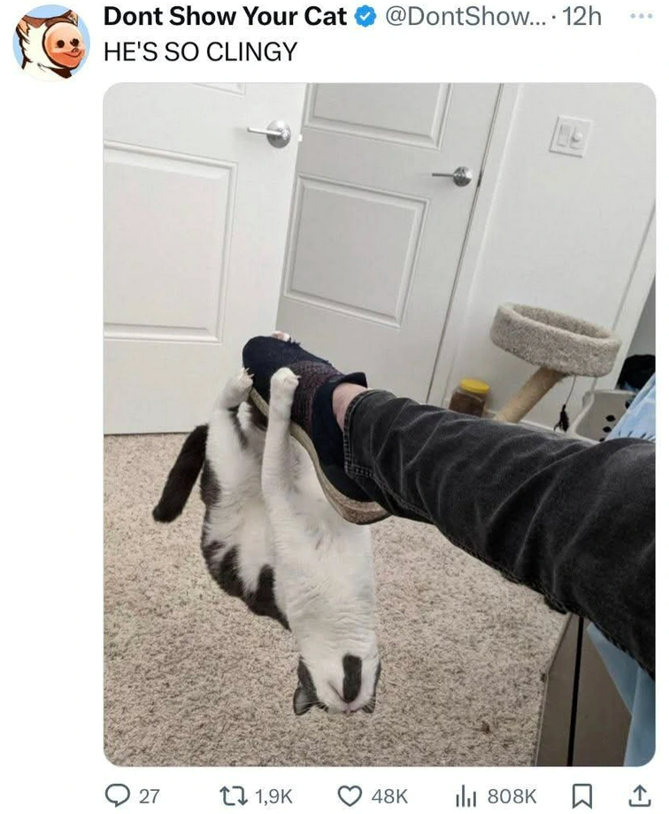 Dont Show Your Cat @DontShow.... 12h HE'S SO CLINGY 27 11,9K 48K ili 808K 1