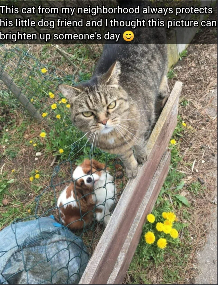 This cat from my neighborhood always protects his little dog friend and I thought this picture can brighten up someone's day