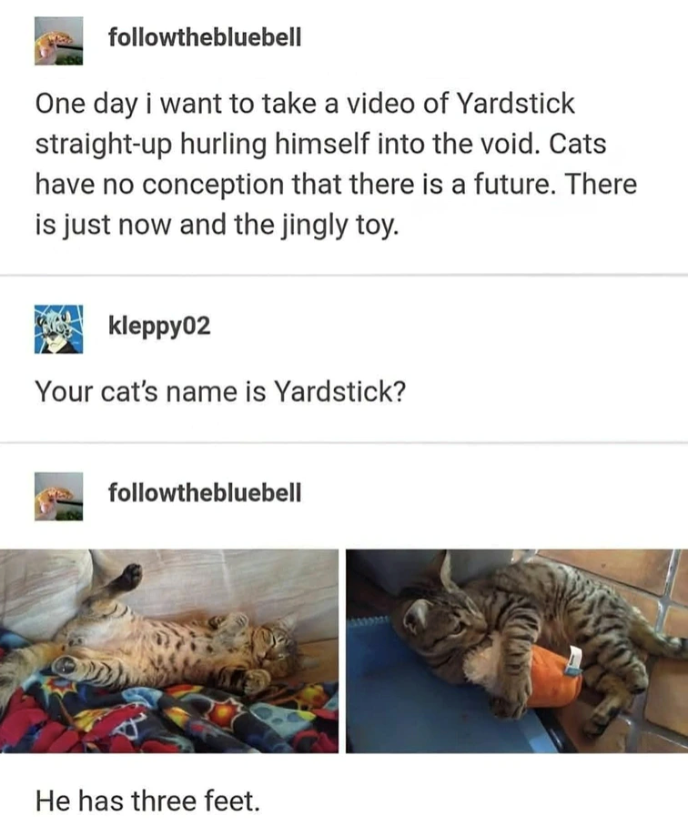 followthebluebell One day i want to take a video of Yardstick straight-up hurling himself into the void. Cats have no conception that there is a future. There is just now and the jingly toy. kleppy02 Your cat's name is Yardstick? followthebluebell He has three feet.