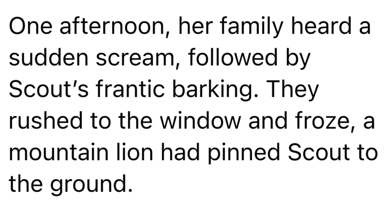 One afternoon, her family heard a sudden scream, followed by Scout's frantic barking. They rushed to the window and froze, a mountain lion had pinned Scout to the ground.